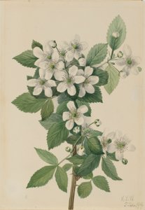 Amora-preta (Rubus argutus) de Mary Vaux Walcott