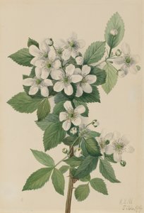 Highbush Blackberry Rubus argutus, 1919. de Mary Vaux Walcott
