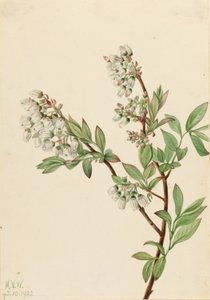 Mirtilo de arbusto alto (Vaccinium corymbosum) de Mary Vaux Walcott