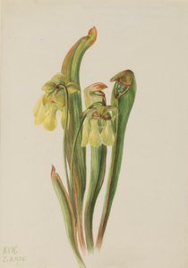 Sarracenia minor (Sarracenia minor) de Mary Vaux Walcott