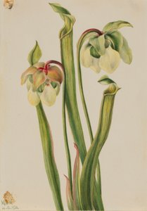 Planta de cântaro híbrida (Sarracenia minor) de Mary Vaux Walcott