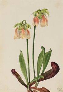 Planta de jarro híbrida (Sarracenia minor x psittacina) de Mary Vaux Walcott