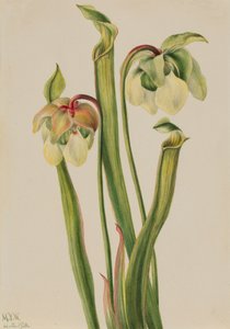 Hybrid Pitcherplant Sarracenia minor, 1930. de Mary Vaux Walcott