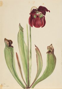 Planta Híbrida Sarracenia rubra xs purpurea venosa, 1920. de Mary Vaux Walcott
