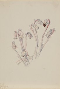 Indian Pipe Monotropa uniflora, 1926. de Mary Vaux Walcott