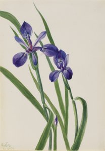 Iris (espécies de Iris) de Mary Vaux Walcott