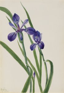 Espécie Iris Iris, 1939. de Mary Vaux Walcott