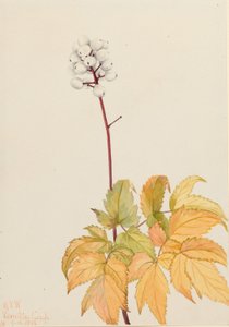 Bagaço de marfim (Actaea arguta) de Mary Vaux Walcott