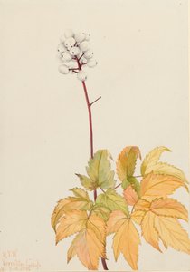 Marfim Baneberry Actaea arguta, 1922. de Mary Vaux Walcott