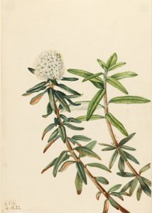 Chá do Labrador (Ledum groenlandicum) de Mary Vaux Walcott
