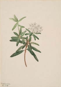 Chá do Labrador (Ledum groenlandicum) de Mary Vaux Walcott