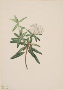 Labrador Tea Ledum groenlandicum, 1905 de Mary Vaux Walcott