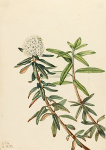 Labrador Tea Ledum Groenlandicum, 1922. de Mary Vaux Walcott