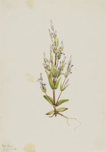 Escada Gentian Gentiana acuta, 1916. de Mary Vaux Walcott