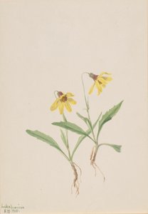 Lago Louise Arnica Arnica louisiana, 1905. de Mary Vaux Walcott