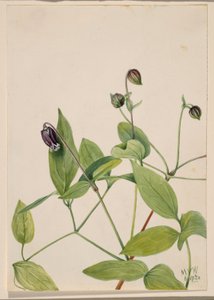 Flor de couro (Clematis viorna) de Mary Vaux Walcott