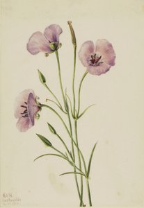 Mariposa lilás (Calochortus splendens) de Mary Vaux Walcott