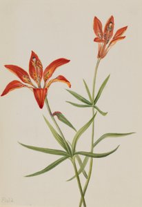 Lírio (Lilium montanum) de Mary Vaux Walcott