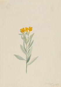 Lithospermum canescens, 1907. de Mary Vaux Walcott