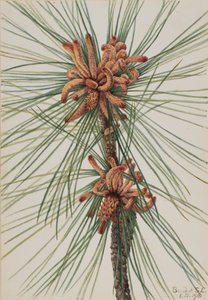 Loblolly Pine Pinus taeda, 1918. de Mary Vaux Walcott