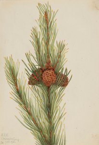 Pinheiro-da-terra (Pinus Contorta murrayana) de Mary Vaux Walcott
