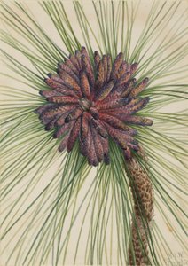 Pinheiro-brabo-alvarinho (Pinus palustris) de Mary Vaux Walcott
