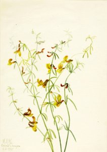 Lotus puberulus, 1935. de Mary Vaux Walcott