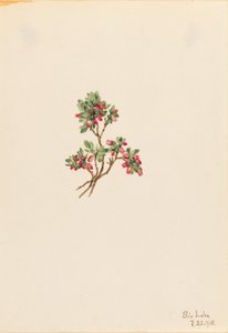 Bagaço baixo (Vaccinium caespitosum) de Mary Vaux Walcott