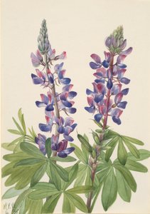 Lupin Lupinus fornosus, 1935. de Mary Vaux Walcott