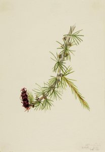 Larício de Lyall (Larix lyallii) de Mary Vaux Walcott