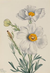 Matilija Poppy Romneya coulteri, 1931. de Mary Vaux Walcott