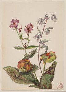 Rhexia virginica, Nabalus albus, Sarracenia purpurea de Mary Vaux Walcott