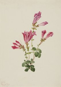 Menzies Pentstemon Pentstemon menziesii, 1925. de Mary Vaux Walcott