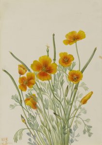 Papoila mexicana (Eschscholtzia mexicana) de Mary Vaux Walcott