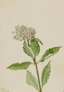 Milkweed Ascelpias, 1924. de Mary Vaux Walcott
