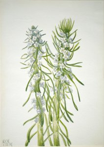 Vela de mineiro (Oreocarya virgata) de Mary Vaux Walcott