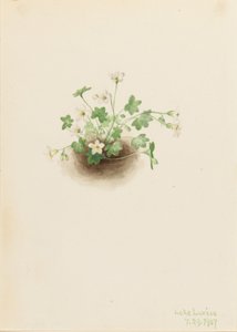Donzela da Névoa (Romanzoffia sitchensis) de Mary Vaux Walcott
