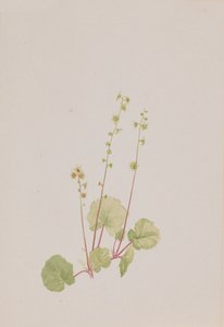 Mexilhão nu, ca. 1900-1920. de Mary Vaux Walcott