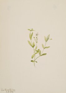 Moehringia laberiflora, 1904. de Mary Vaux Walcott