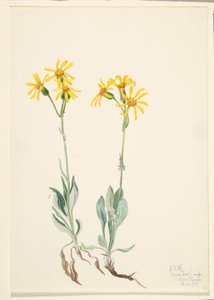 Parnassia montana (Parnassia montanesis) de Mary Vaux Walcott