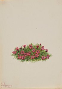 Campião-musgo (Silene acaulis) de Mary Vaux Walcott