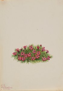 Moss Campion Silene acaulis, 1924. de Mary Vaux Walcott