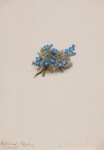 Moss Forget me-não Eritichum elongatum, 1915. de Mary Vaux Walcott