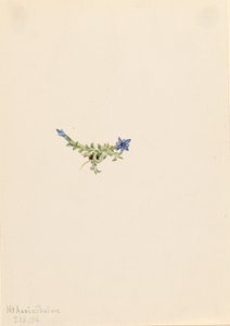 Genciana musgosa (Gentiana prostrata) de Mary Vaux Walcott
