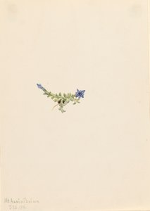 Moss Gentian Gentiana prostrata, 1916. de Mary Vaux Walcott