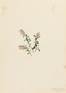 Cranberry de montanha (Vaccinium vitisidaea minus) de Mary Vaux Walcott