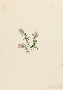 Mountain Cranberry Vaccinium vitisidaea minus, 1907. de Mary Vaux Walcott