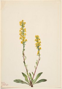 Paus-de-ouro da montanha (Solidago oreophila) de Mary Vaux Walcott