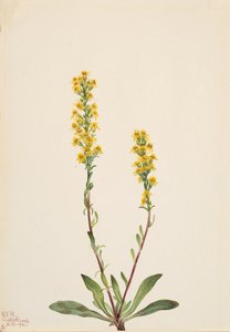 Montanha Goldenrod Solidago oreophila, 1921. de Mary Vaux Walcott