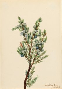 Junípero da montanha (Juniperus sibirica) de Mary Vaux Walcott